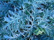 artichoke