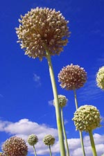 leeks