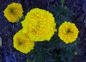 Marigolds