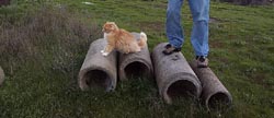 Odie in the wind
