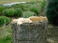 the boys, relaxing