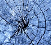 wood